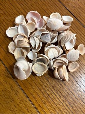 Natural Pink Beach Shells for Crafts - Home Office Arts & Crafts
